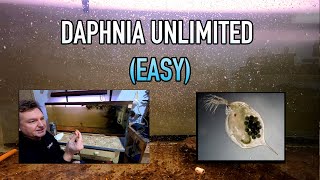 How I Raise Daphnia Water Fleas And You Can Too [upl. by Eibmab]