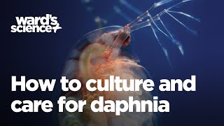 Caring and Culturing for Daphnia [upl. by Zwiebel12]