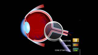 Structure de la rétine [upl. by Joslyn10]