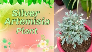 Silver artemisia plant care amp propagation [upl. by Muna78]