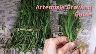 Artemisia Growing Guide Tarragon by GardenersHQ [upl. by Albin]