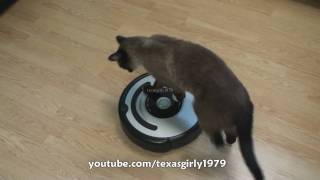 Cat shows HOW TO use iRobot Roomba Vacuum [upl. by Weld156]