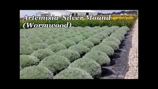 Best Perennials  Artemisia Silver Mound Wormwood [upl. by Nathanial]