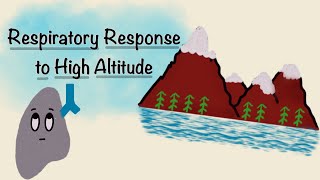 Respiratory Response To High Altitude  Acclimatization Physiology  Respiratory Physiology [upl. by Gavrielle]