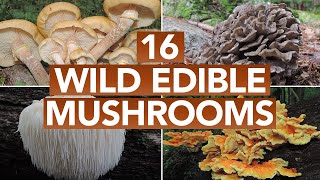 16 Wild Edible Mushrooms You Can Forage This Autumn [upl. by Xed]