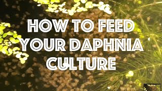 How To Feed Your Daphnia Culture [upl. by Fosque]