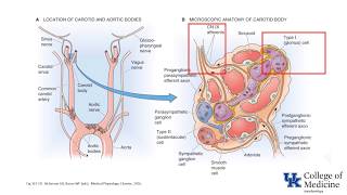 Control of Breathing O2  Part 2  Dr Bowe [upl. by Atyekram]