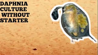 HOW TO CULTURE DAPHNIA NATURALLY WITHOUT A STARTER [upl. by Niwhsa]