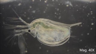 Daphnia magna under the Microscope [upl. by Onahpets837]