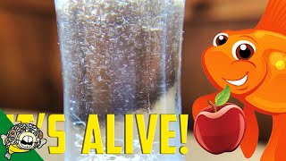 How to culture Vinegar Eels The EASY Way Live Fish Food [upl. by Oliana50]