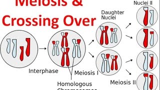 Meiosis amp Crossing Over [upl. by Meter]