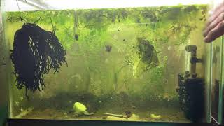 Scuds Daphnia Cherry Shrimp Copepods My aquatic food culture [upl. by Novyert397]