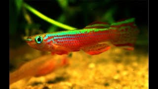 APHYOSEMION STRIATUM  A COLORFUL KILLIFISH [upl. by Clercq]