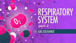 Respiratory System Part 2 Crash Course Anatomy amp Physiology 32 [upl. by Ailec]