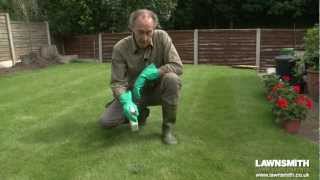 How to Spot Spray Weeds in the Lawn [upl. by Pascale]