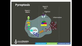 Pathways to Cell Death Apoptosis Pyroptosis and Autophagy [upl. by Bolling]