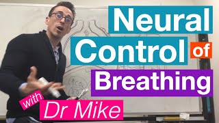 Neural Control of Breathing  Respiratory System [upl. by Hailey]