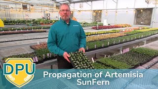 Propagation of Artemisia SunFern ENG [upl. by Lorrayne459]