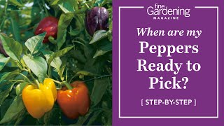 When are my peppers ready to pick [upl. by Pengelly]