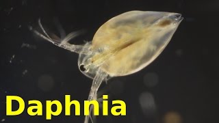 Daphnia [upl. by Roosnam]