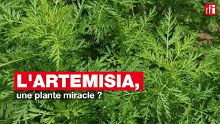 Lartemisia une plante miracle [upl. by Nnarual]