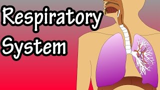 Respiratory System  How The Respiratory System Works [upl. by Seedman472]