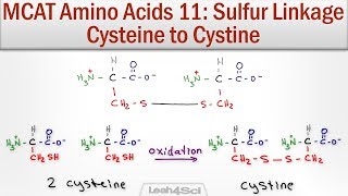 Disulfide Bridge Formation Cysteine to Cystine [upl. by Aneeras]