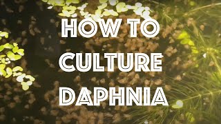 How To Culture Daphnia Magna [upl. by Roanna829]