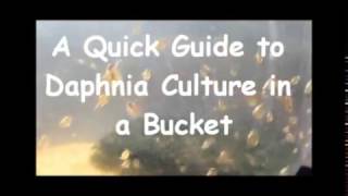 How to culture daphnia outside [upl. by O'Connell]