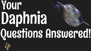 Daphnia Questions Answered [upl. by Leela67]