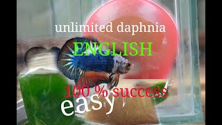 daphnia moina culture Easy way Unlimited production English  with sub Green water Chlorella [upl. by Eeruhs]