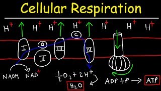 Cellular Respiration [upl. by Willow]