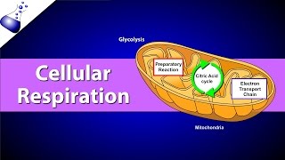 Cellular Respiration [upl. by Severin941]