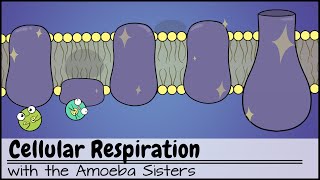 Cellular Respiration UPDATED [upl. by Greeley]