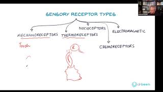 Types of Sensory Receptors [upl. by Erb]