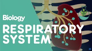 Respiratory System  Introduction  Physiology  Biology  FuseSchool [upl. by Ymmor237]