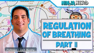 Respiratory  Regulation of Breathing Central amp Peripheral Chemoreceptors Part 2 [upl. by Oinota54]