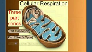 Cellular Respiration Part 1 Introduction amp Glycolysis [upl. by Airdnat]