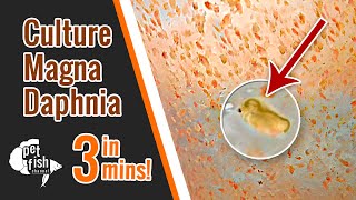 How to culture DAPHNIA MAGNA  The easy way [upl. by Boorer797]