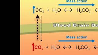 Central and Peripheral Chemoreceptors CO2 Detection [upl. by Sylvia975]