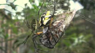 Spider Identification Orb Weavers [upl. by Emmeram]