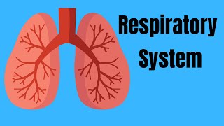 Respiratory System Basics [upl. by Nicholson563]