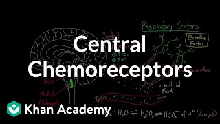 Central chemoreceptors  Respiratory system physiology  NCLEXRN  Khan Academy [upl. by Leeban]