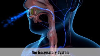 The Human Respiratory System Explained [upl. by Lebiralc]