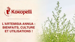 L’Artemisia annua bienfaits culture et utilisations [upl. by Einej]