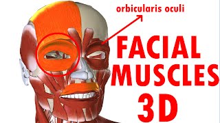 Muscles Of Facial Expression  Face Anatomy part 1 [upl. by Niltag]