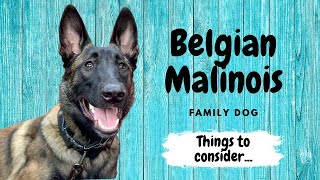 Belgian Malinois Family Dog  Things to Consider [upl. by Ellehcar]