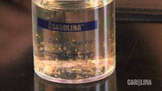 How to Care for Daphnia [upl. by Lipinski]