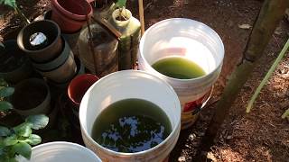 How to grow Green Water Algae [upl. by Morril]