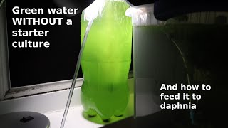 Green Water WITHOUT a Starter Culture  From Scratch  How To [upl. by Jaehne]